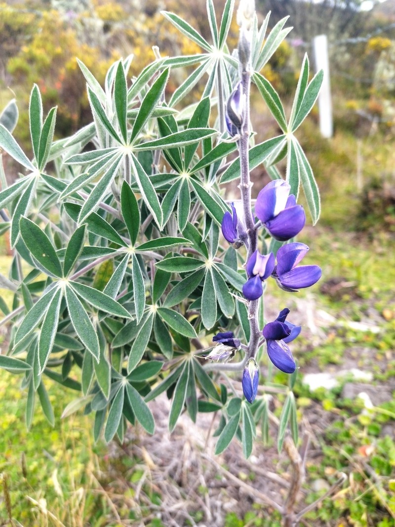 Lupinus tolimensis