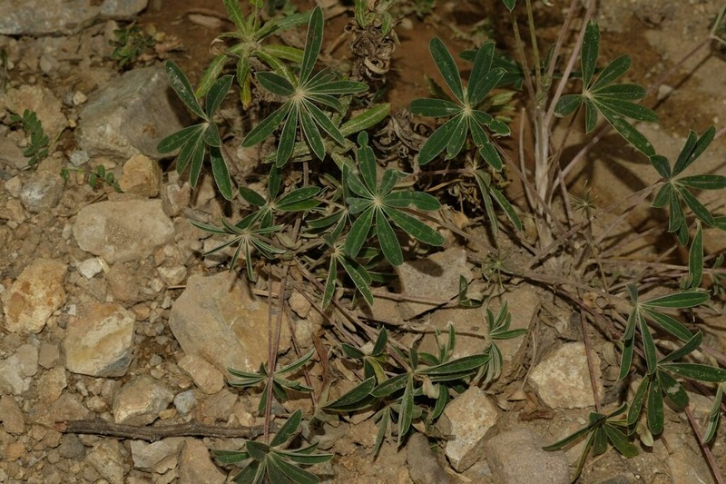 Lupinus tomentosus