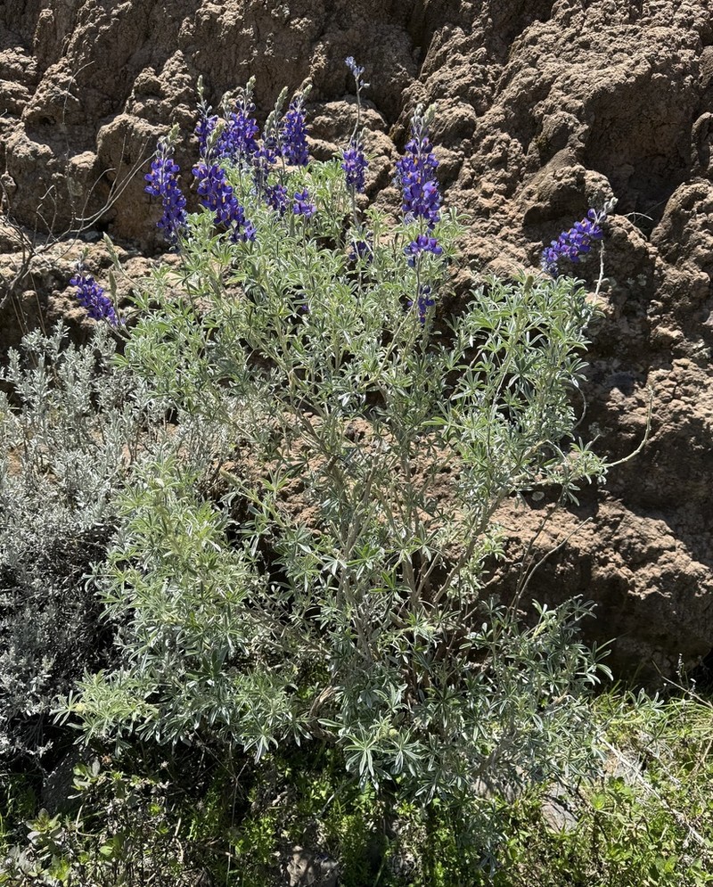 Lupinus tomentosus photo 2