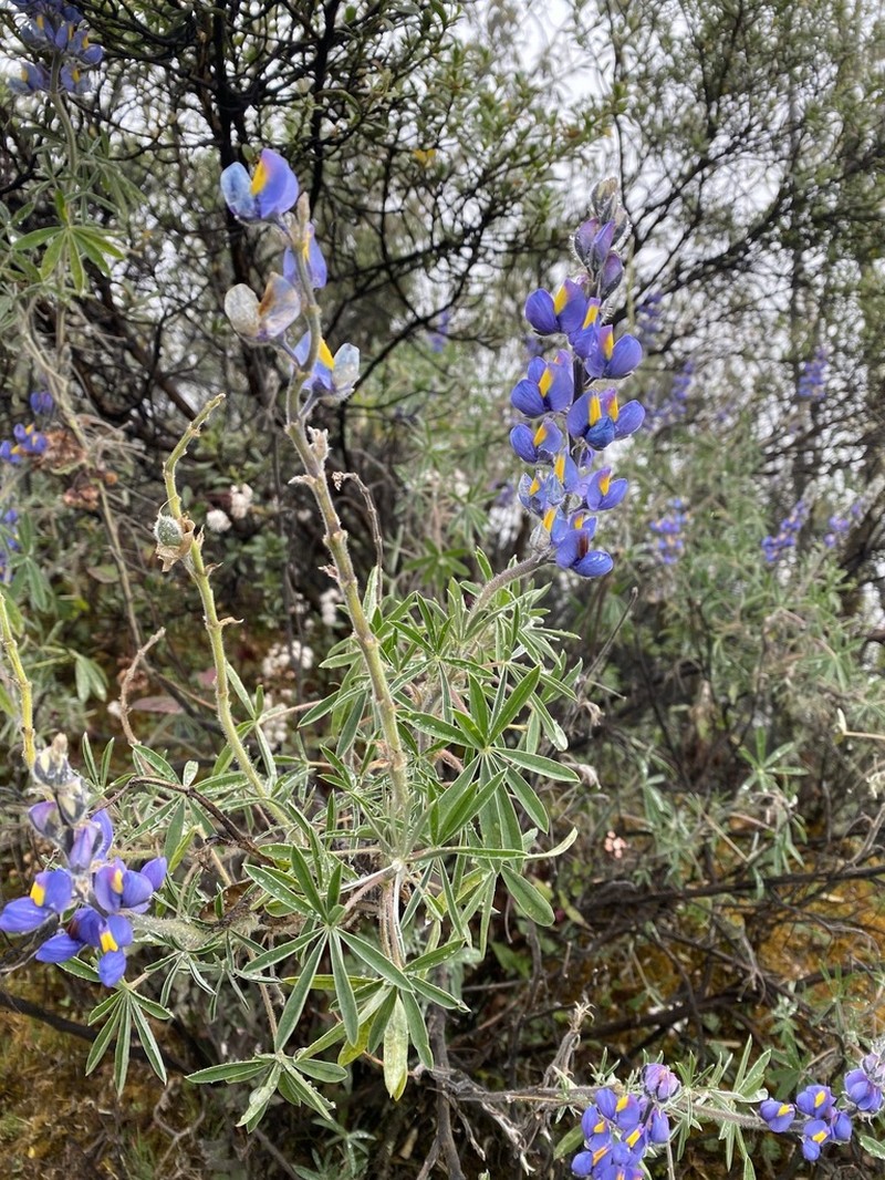 Lupinus tomentosus photo 3