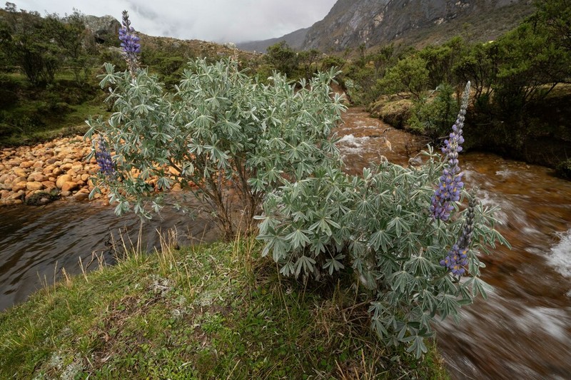 Lupinus tomentosus photo 4