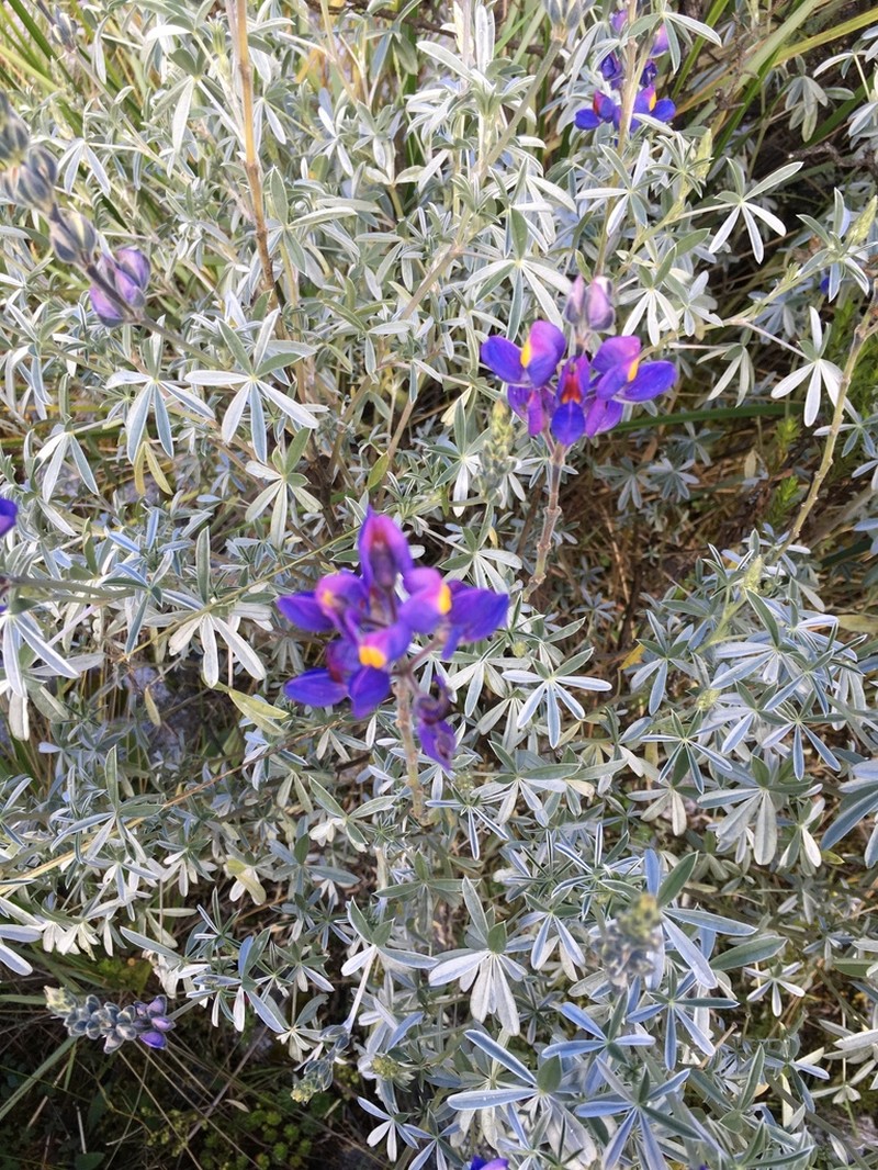 Lupinus tomentosus photo 5