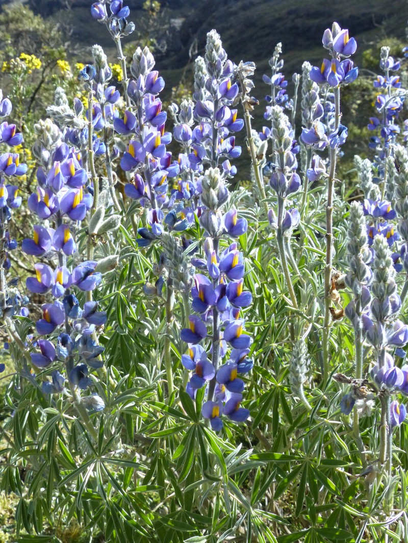 Lupinus tomentosus photo 6