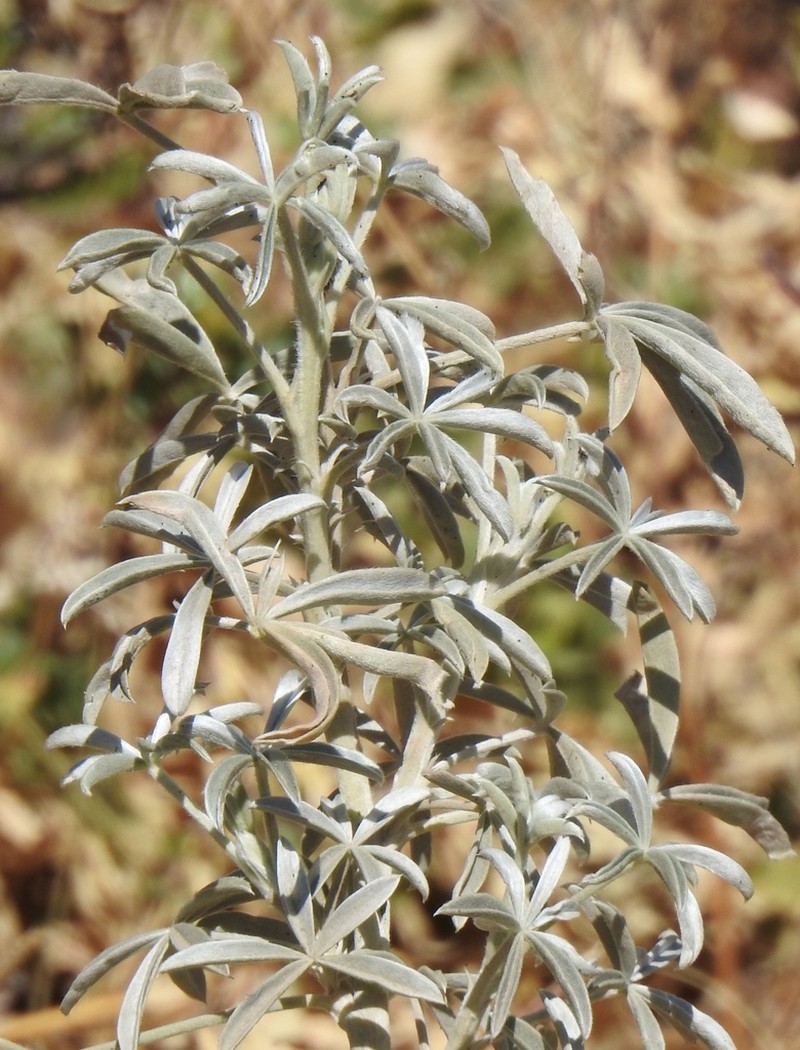 Lupinus tomentosus photo 7