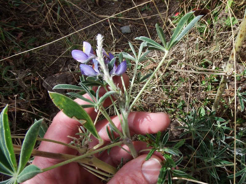 Lupinus tomentosus photo 8