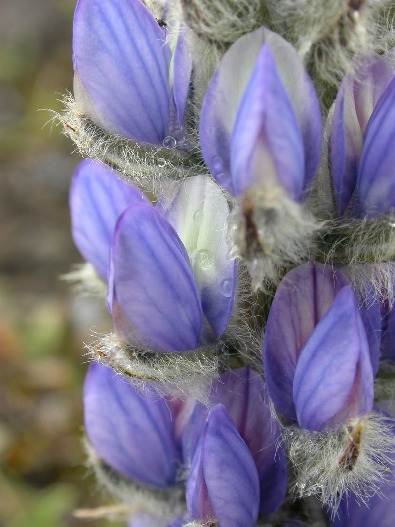 Lupinus tominensis