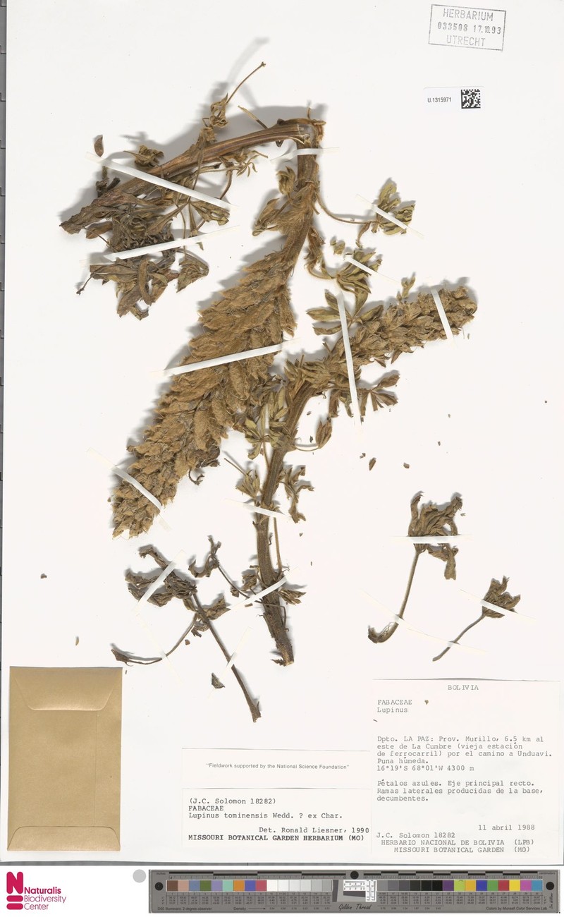 Lupinus tominensis photo 2