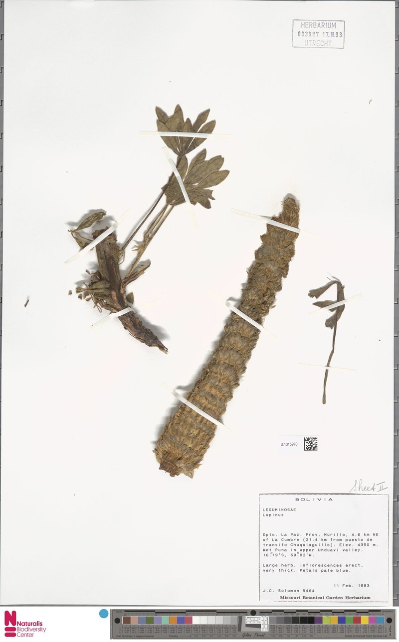 Lupinus tominensis photo 3