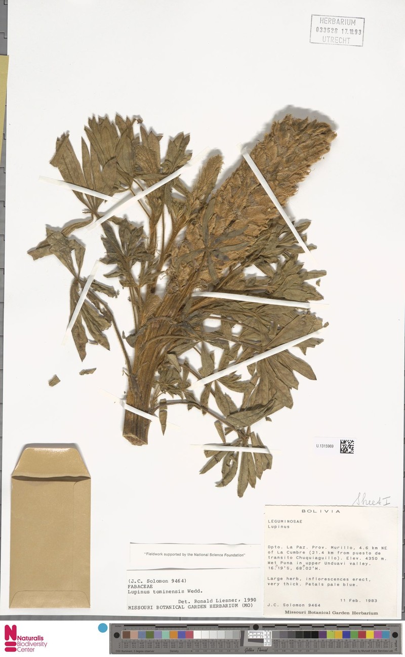 Lupinus tominensis photo 4