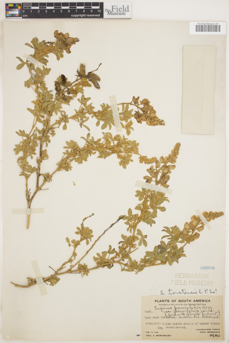 Lupinus toratensis