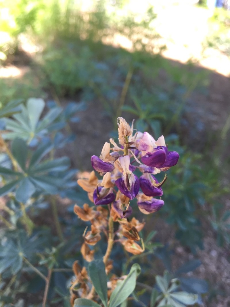Tracy's Lupine photo 2