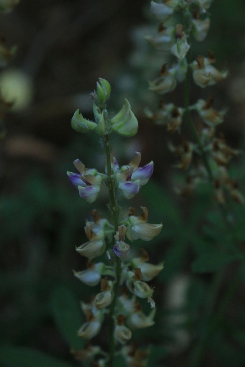 Tracy's Lupine photo 3