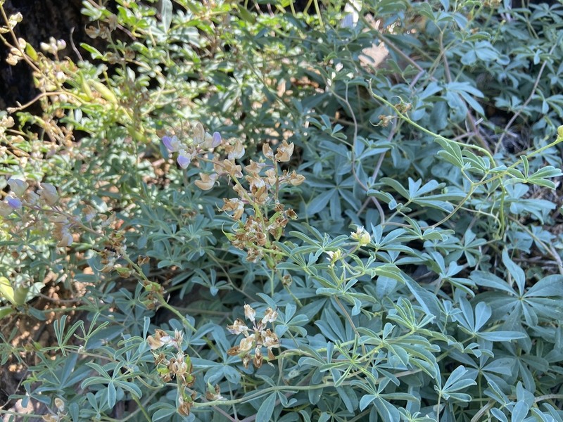 Tracy's Lupine photo 4
