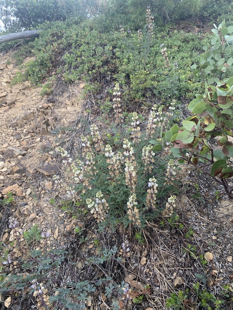 Tracy's Lupine photo 5