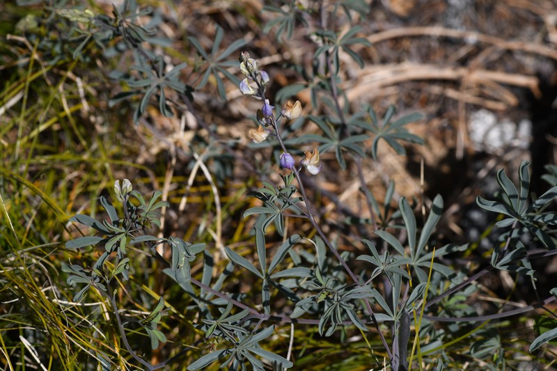 Tracy's Lupine photo 6