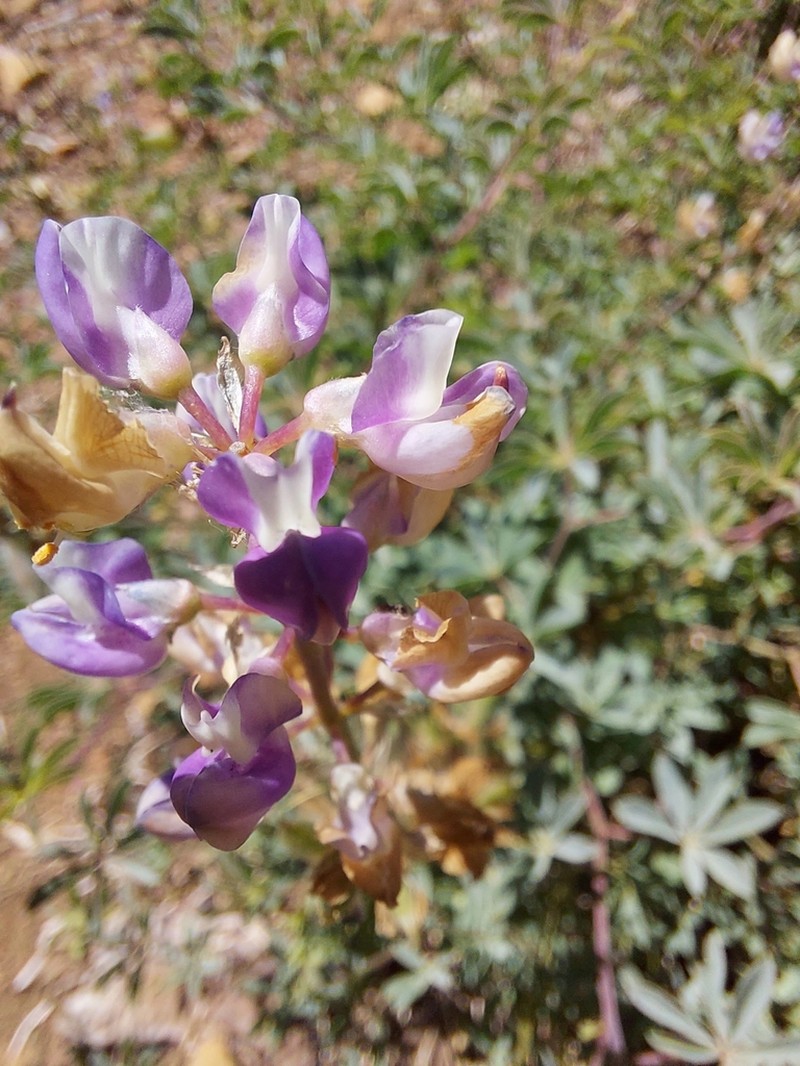 Tracy's Lupine photo 7