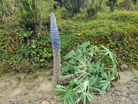 Lupinus triananus