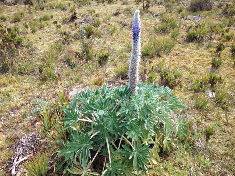 Lupinus triananus photo 2