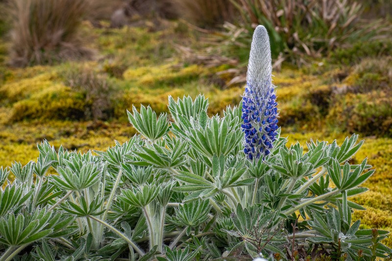 Lupinus triananus photo 3