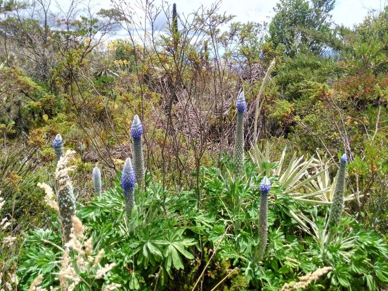 Lupinus triananus photo 4