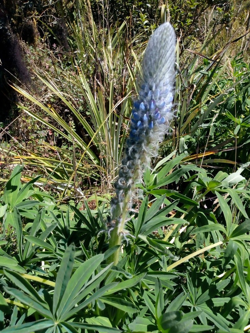 Lupinus triananus photo 5