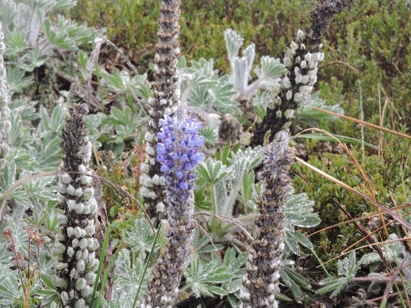 Lupinus triananus photo 6