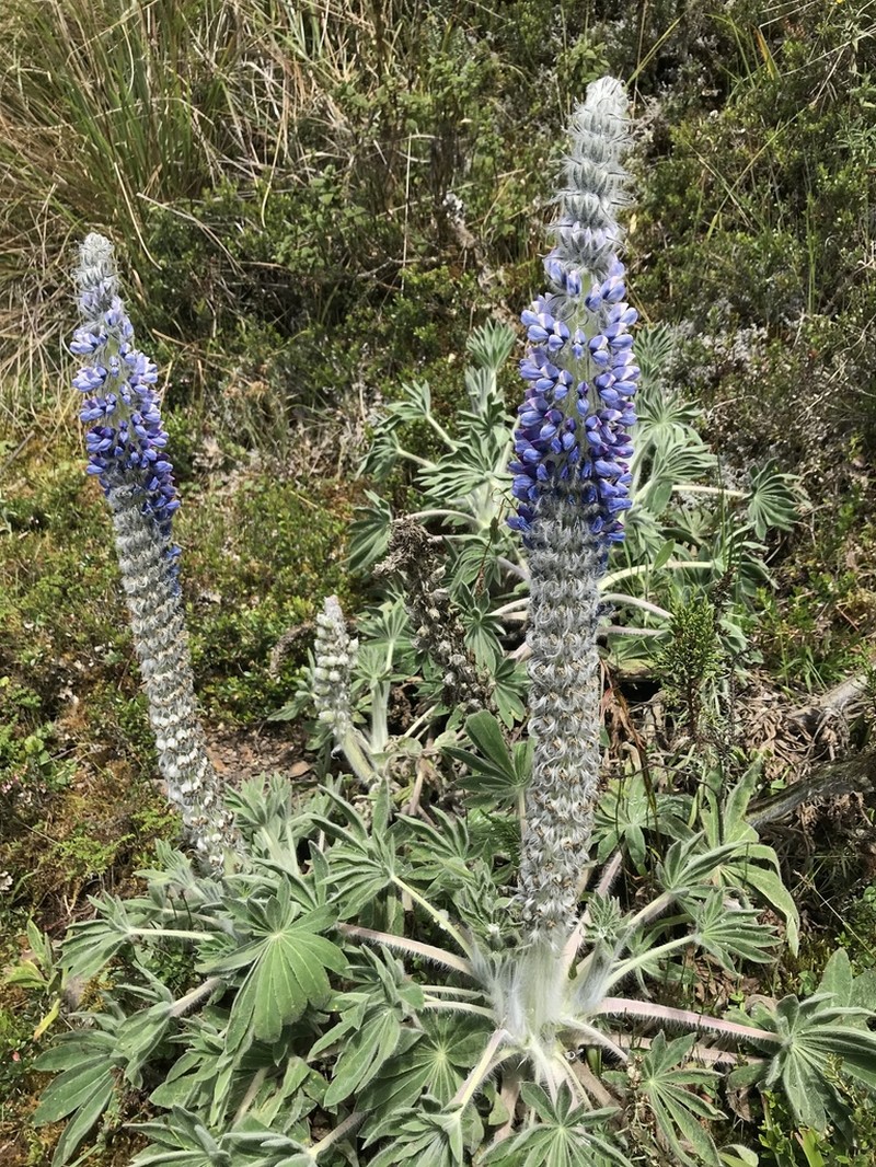 Lupinus triananus photo 7