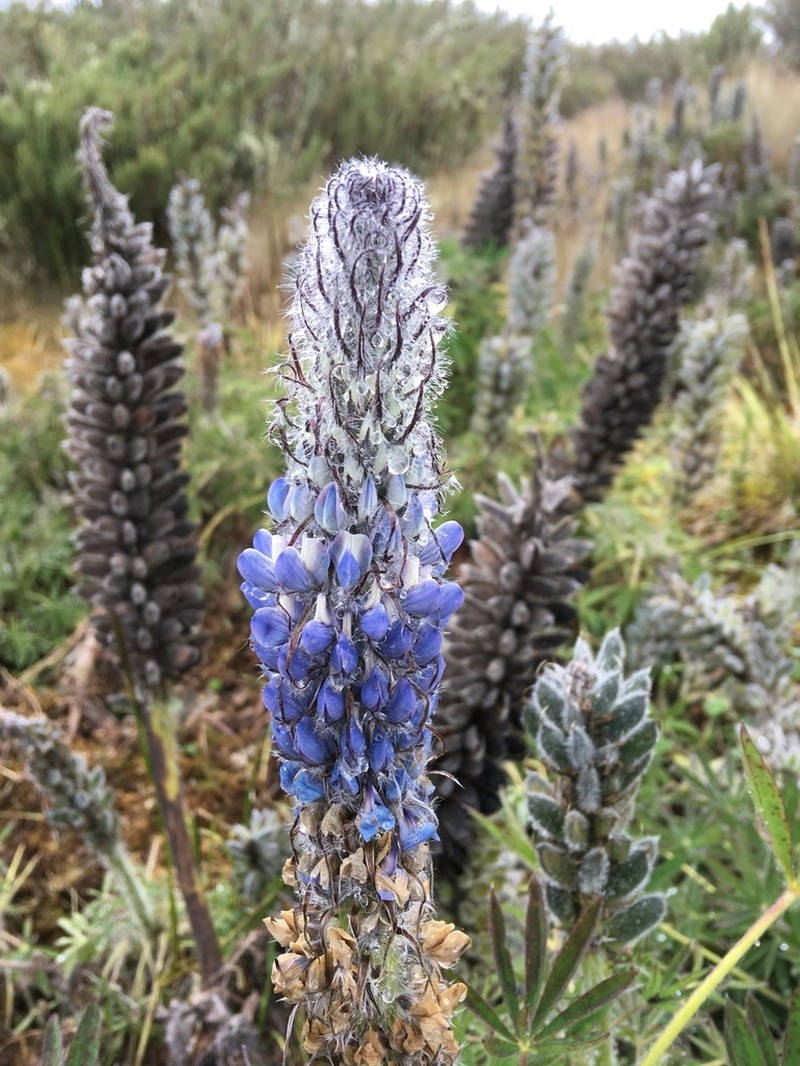 Lupinus triananus photo 8