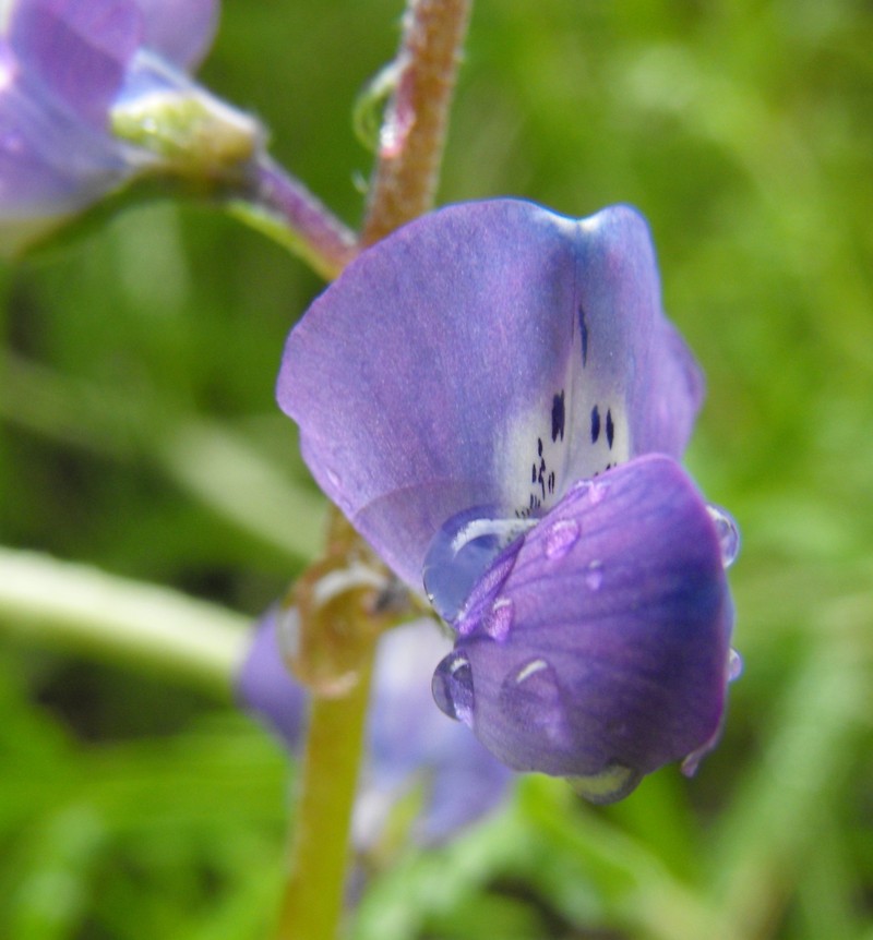 Collared Annual Lupine photo 3
