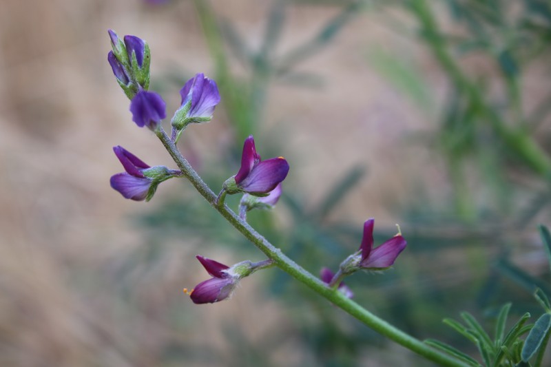 Collared Annual Lupine photo 2