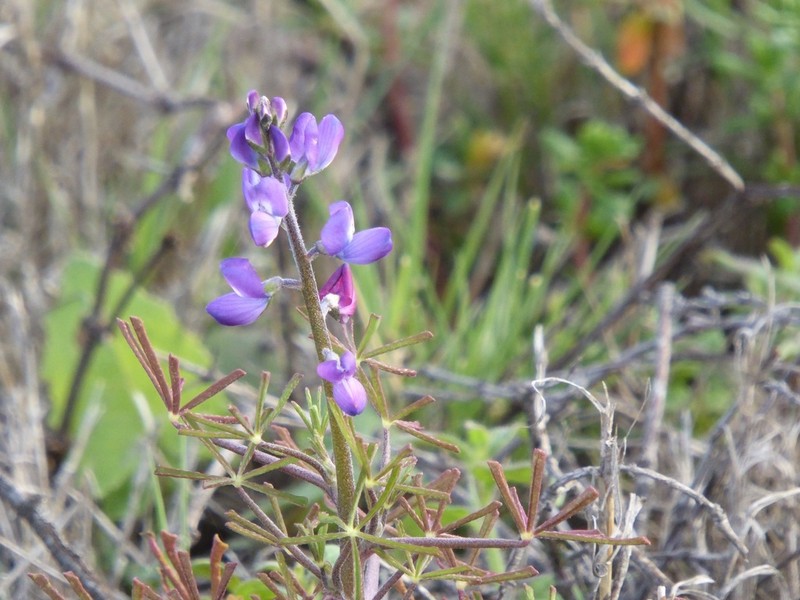 Collared Annual Lupine photo 4