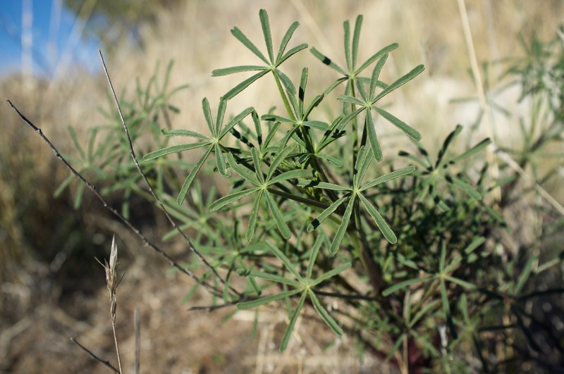 Collared Annual Lupine photo 5