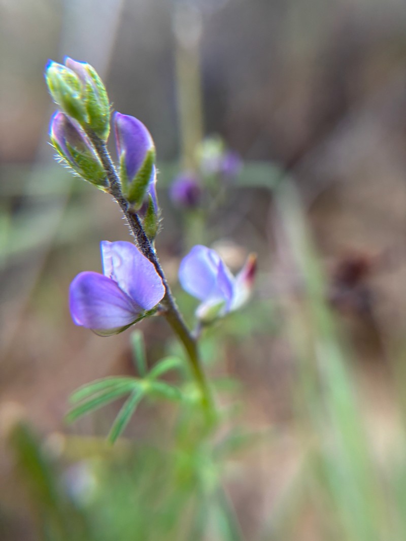 Collared Annual Lupine photo 6