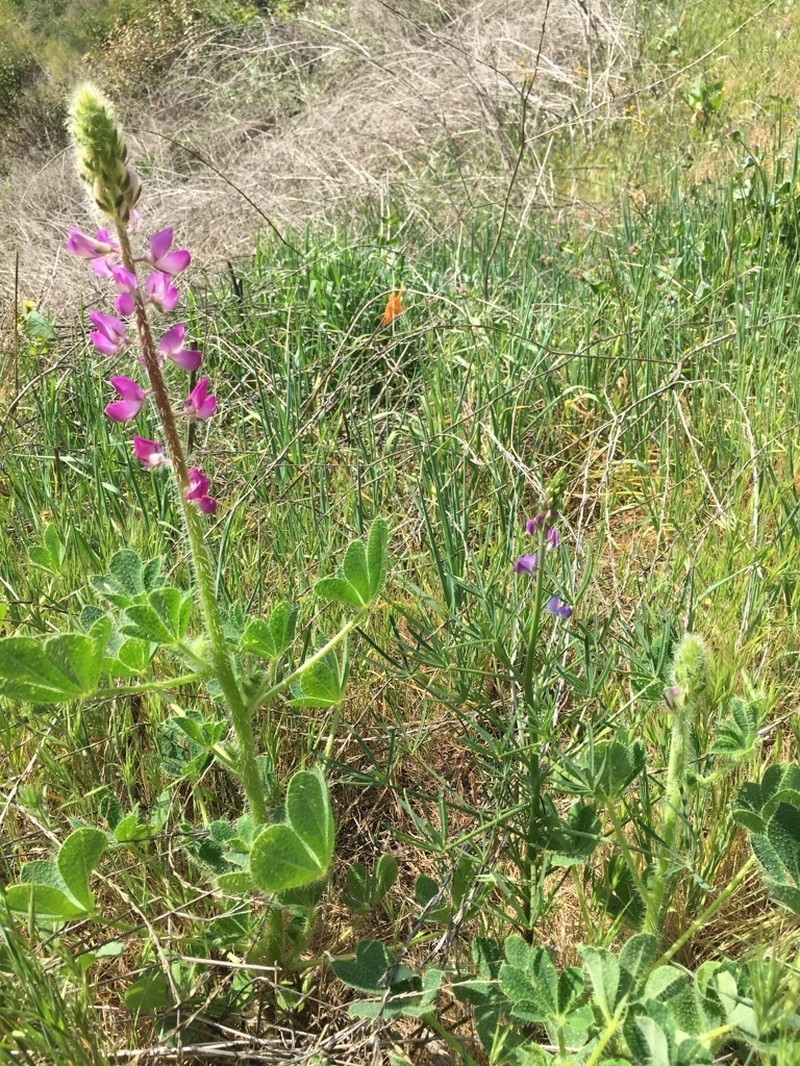 Collared Annual Lupine photo 7