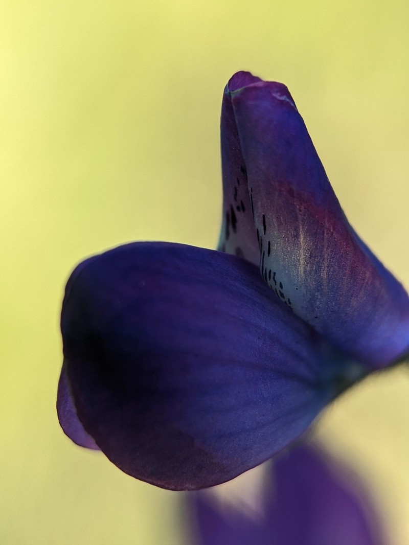 Collared Annual Lupine photo 8