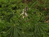 Lupinus ulbrichianus
