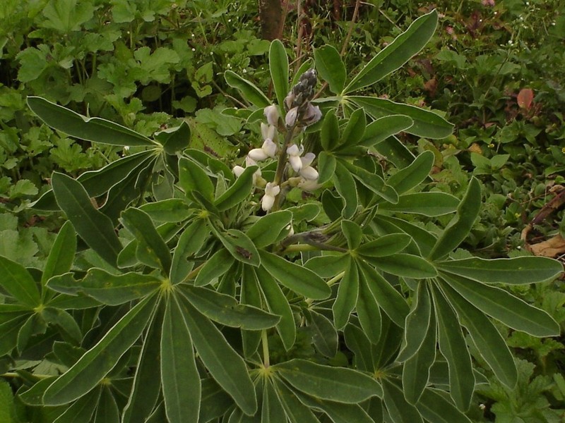 Lupinus ulbrichianus