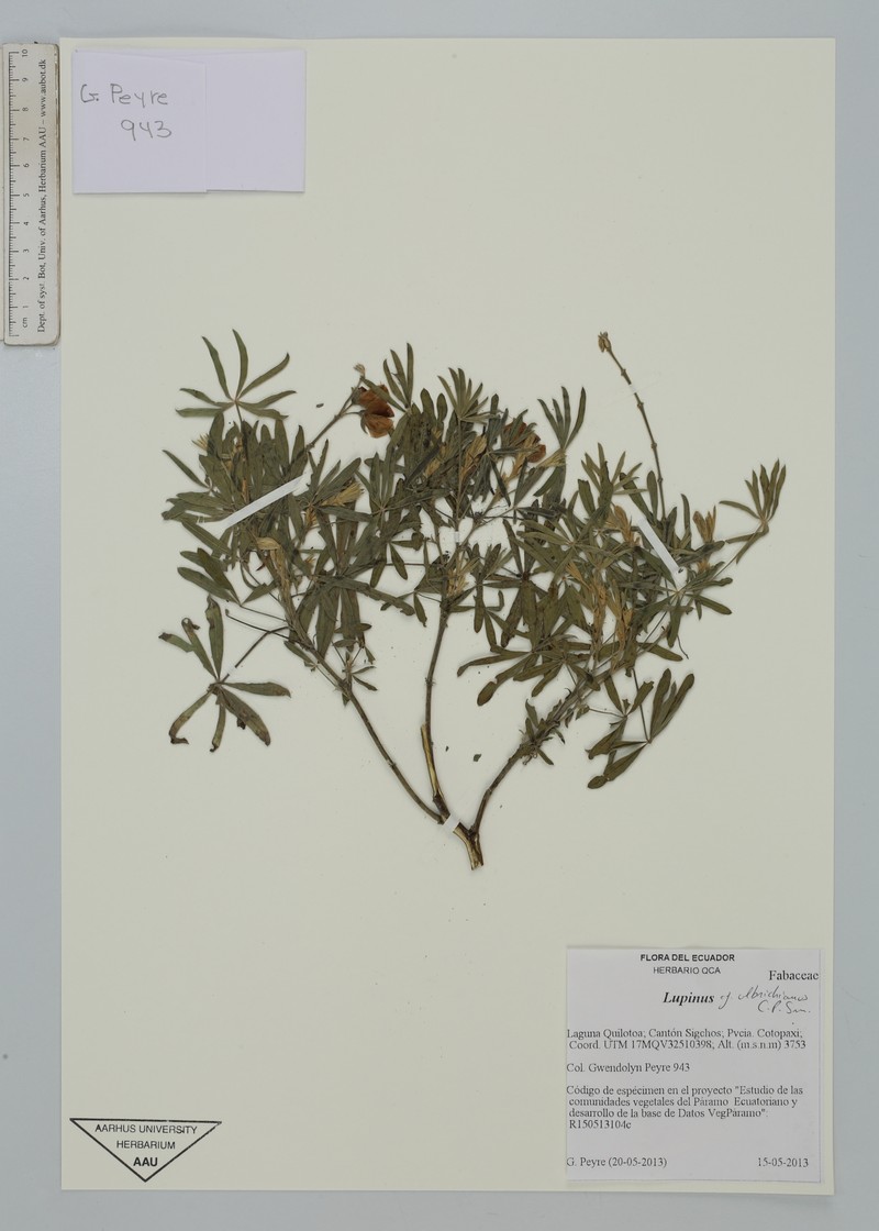 Lupinus ulbrichianus photo 2