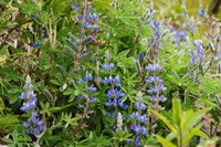 Lupinus ultramontanus