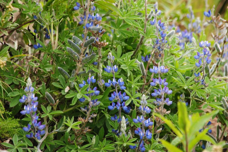 Lupinus ultramontanus