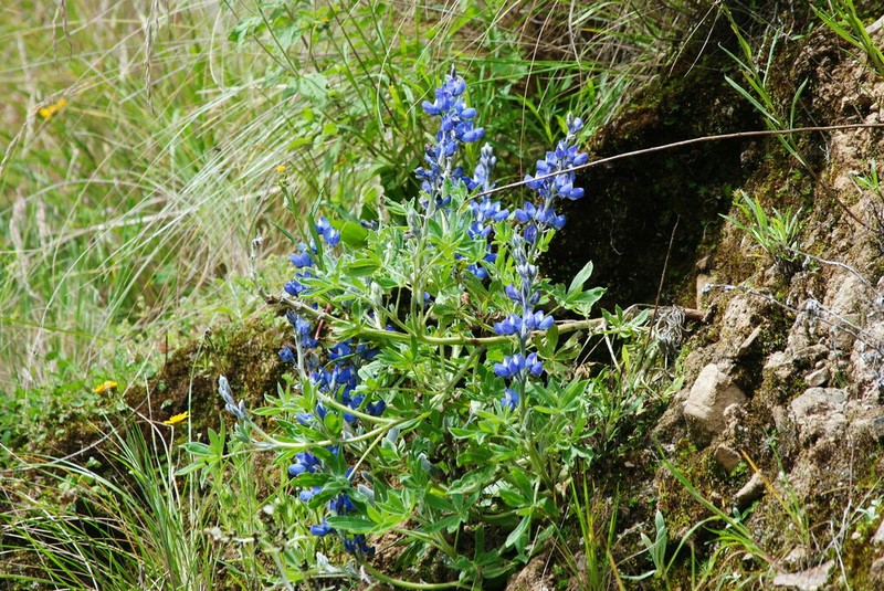 Lupinus ultramontanus photo 2