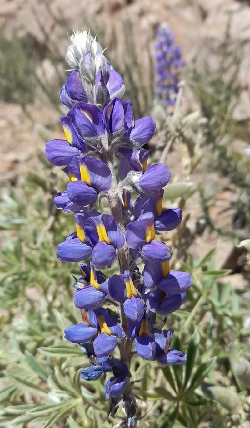 Lupinus ultramontanus photo 3