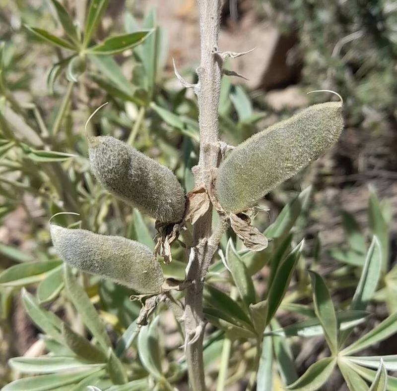 Lupinus ultramontanus photo 5