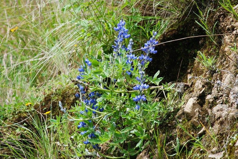 Lupinus ultramontanus photo 6