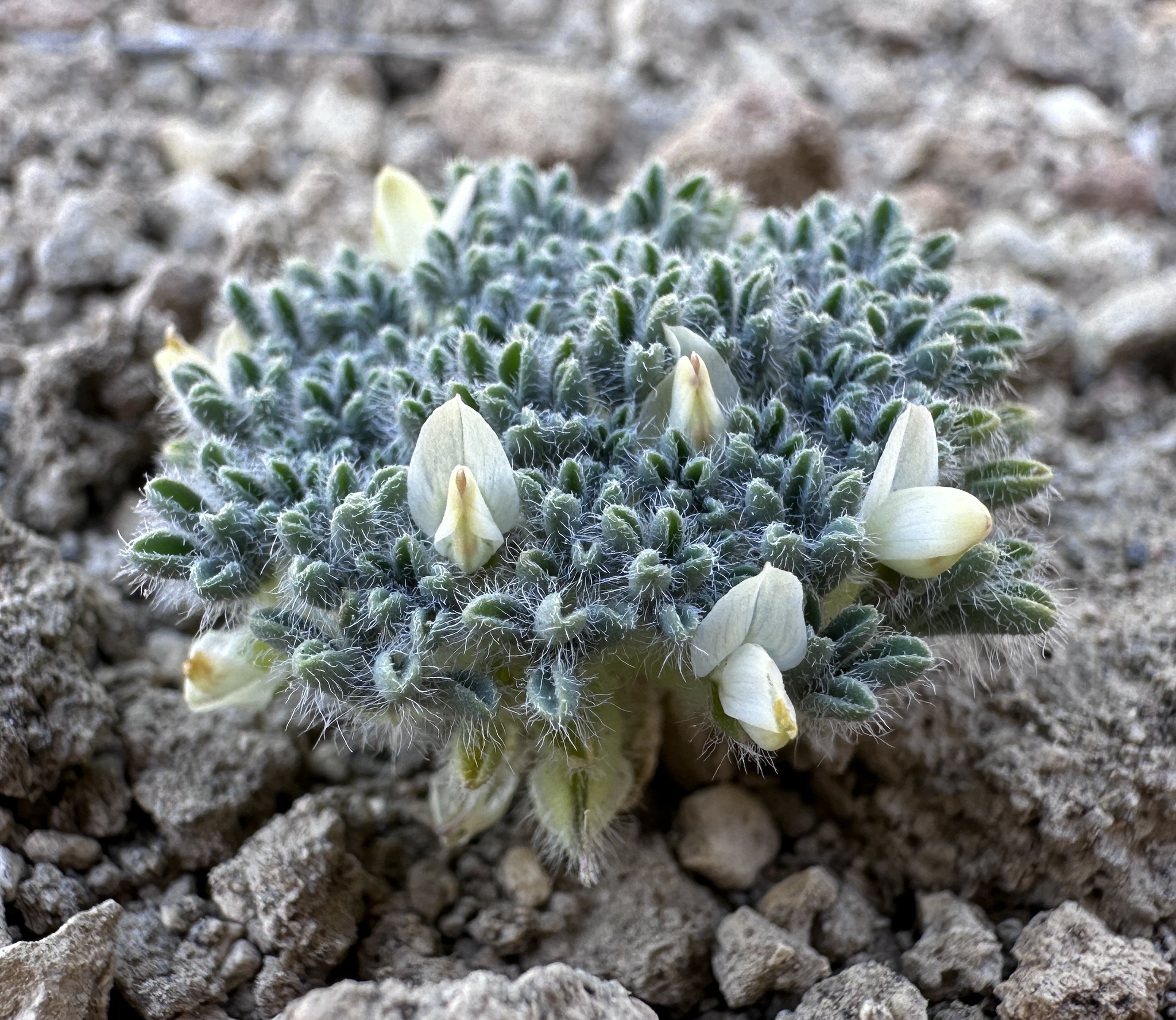 Inchhigh Lupine