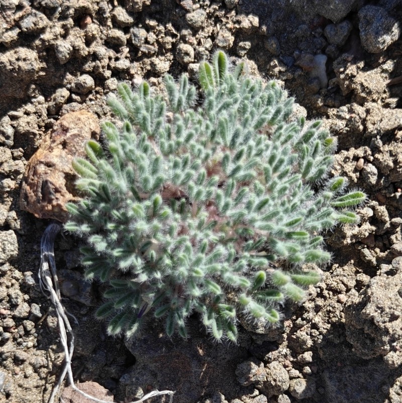 Inchhigh Lupine photo 2