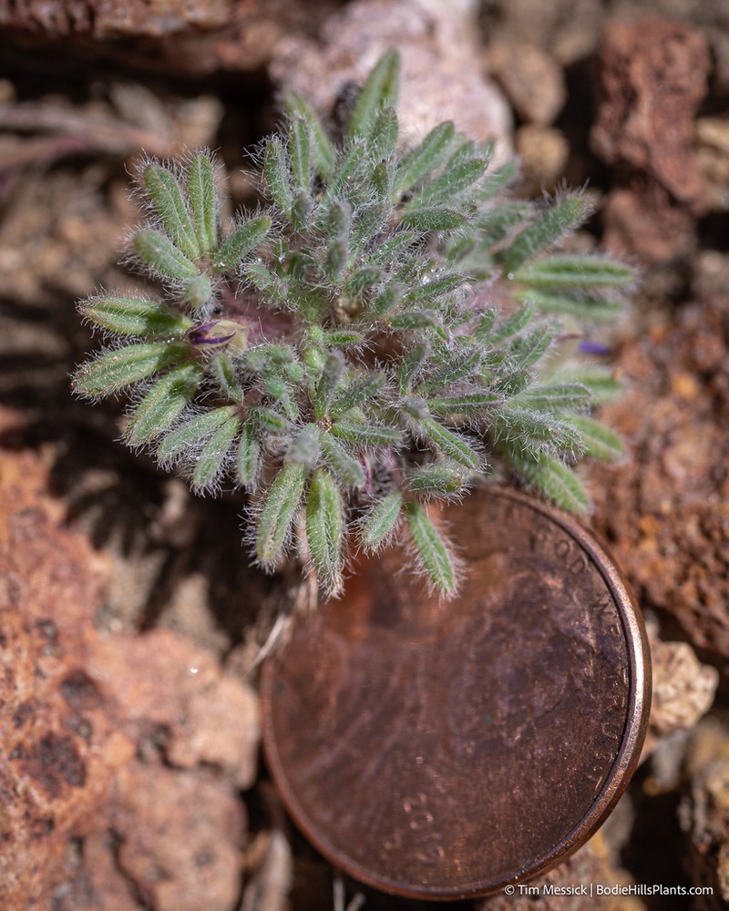 Inchhigh Lupine photo 4