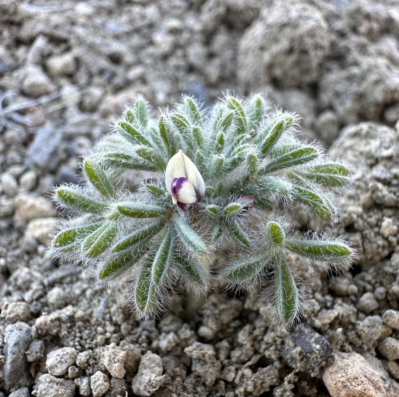 Inchhigh Lupine photo 7
