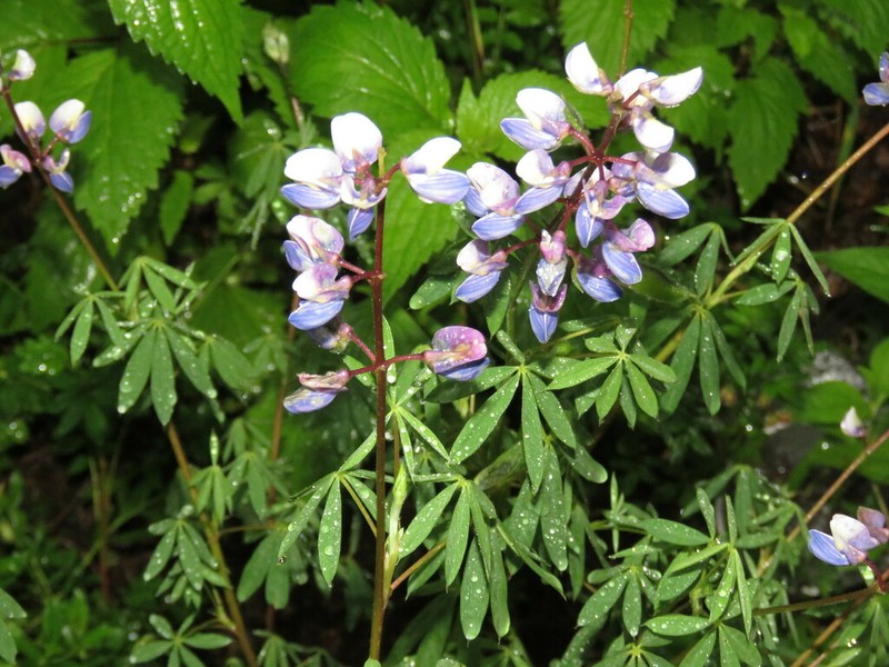 Lupinus uncinatus