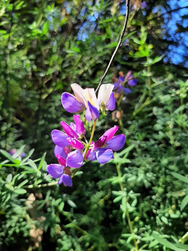 Lupinus uncinatus photo 2